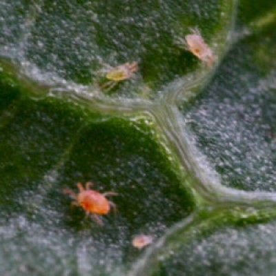 300px-Spinnmilben_2006_08.jpg