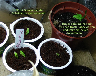 Plumi-Sämlinge Kopie.jpg