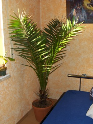Pflanzen 008.jpg