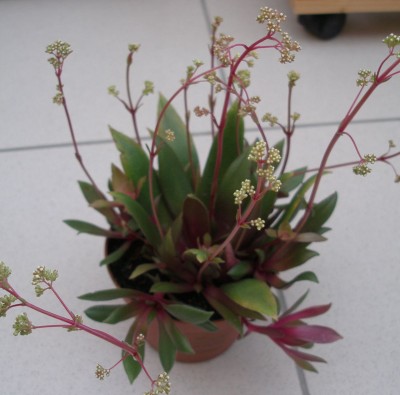 Crassula neu.jpg