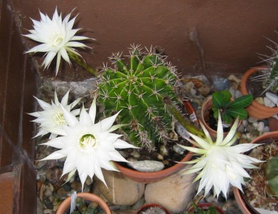 Bauernkaktus Echinopsis9.JPG