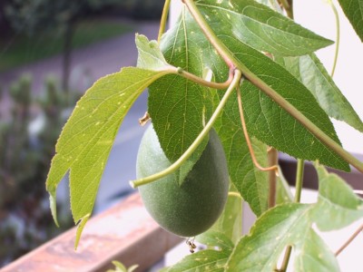 incarnata Frucht.JPG