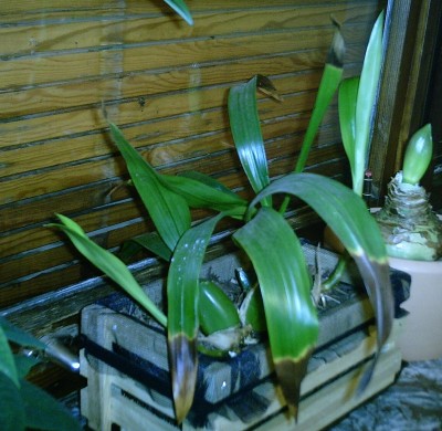Coelogyne_Blatt_Feb08.jpg