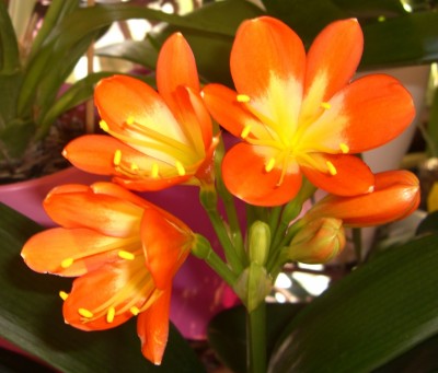 CIMG2297 - Kopie.JPG