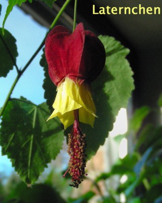 Abutilon - Laternchen.jpg