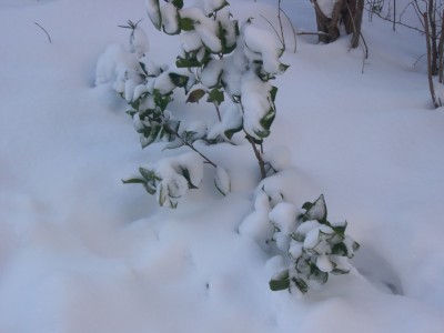 25.1.07 11.00Uhr 002.jpg
