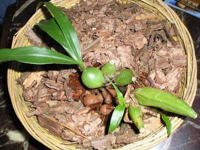 Coelogyne_Hydro_Feb08.jpg