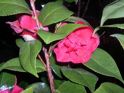 08.04.06-1 006.jpg