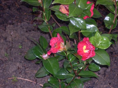 08.04.06-1 001.jpg