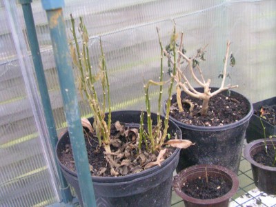 Bilder des Jammers 005.JPG