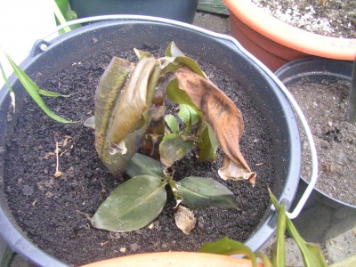 Bilder des Jammers 003.JPG