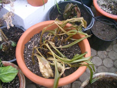 Bilder des Jammers 001.JPG