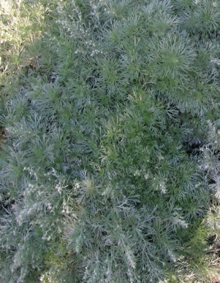 DSCN0742.jpg