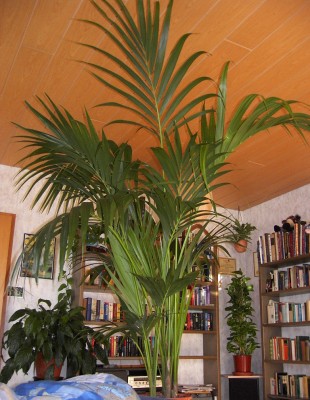 Howea-Kentia-Palme.JPG