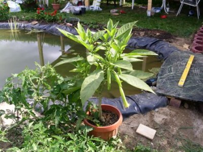 PICT0010.JPG