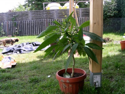 PICT0009.JPG