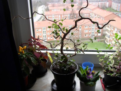 P1010132.JPG