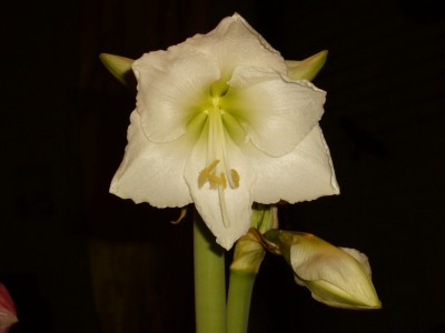 Amaryllis 008.jpg