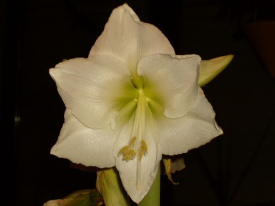 Amaryllis 009.jpg
