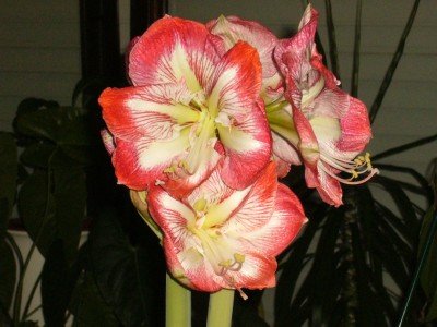 Amaryllis 002.jpg