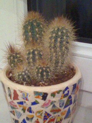 Kakteen-Gruppe 2.JPG