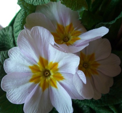 CIMG2333 - Kopie.JPG