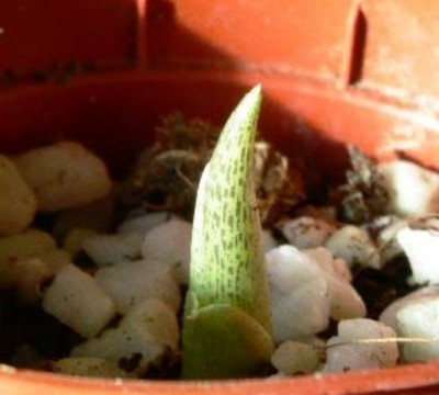 PICT0213.JPG
