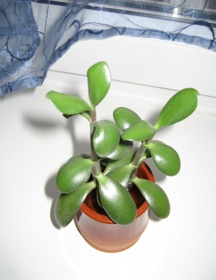 dickblatt1.JPG