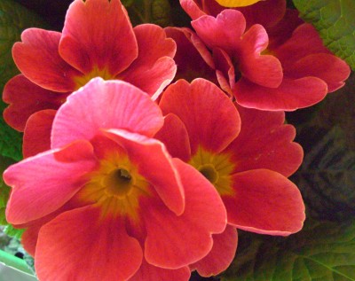 CIMG2332 - Kopie.JPG