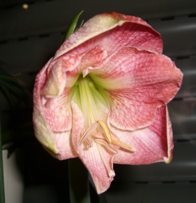 CIMG2348 - Kopie.JPG