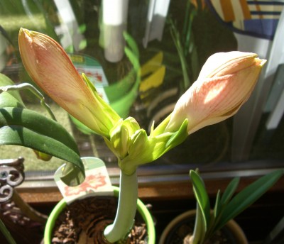 CIMG2338 - Kopie.JPG