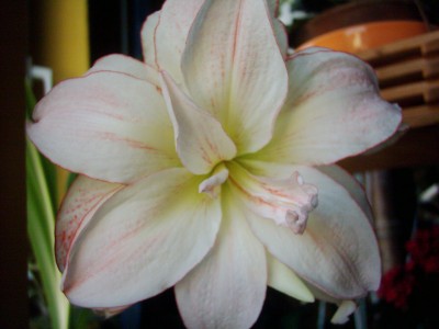 Amaryllis (2).JPG