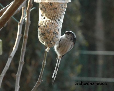 Schwanzmeisen 4.JPG
