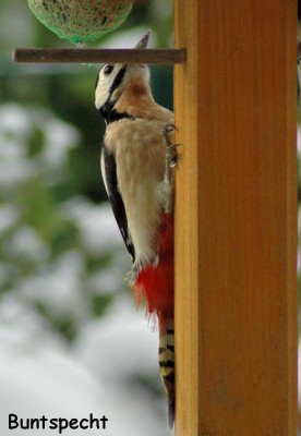 Specht6.JPG