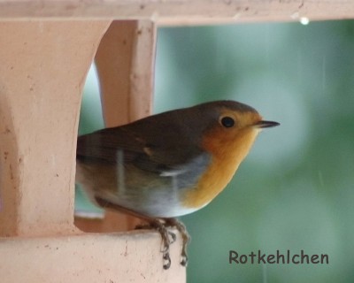 Rotkehlchen 1.JPG