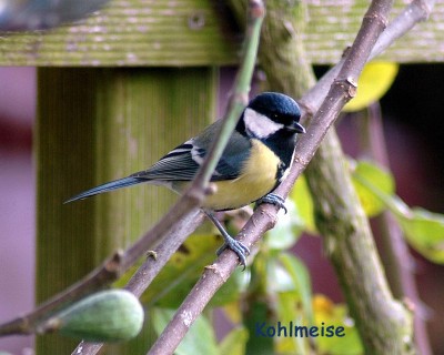 Kohlmeise 2.JPG