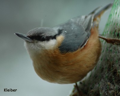 Kleiber 3.JPG