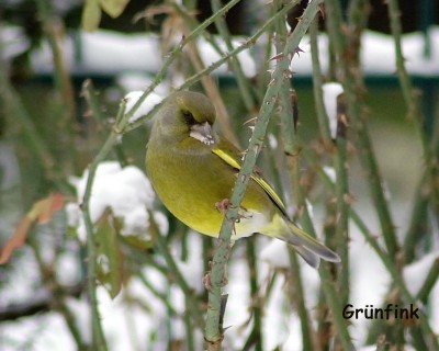 Grünfink 3.JPG