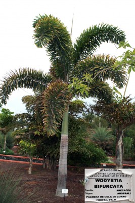 wodyetia-bifurcata.jpg