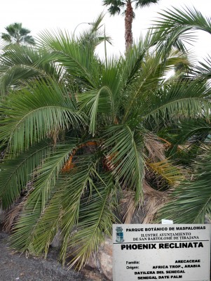phoenix-reclinata-ganz.jpg