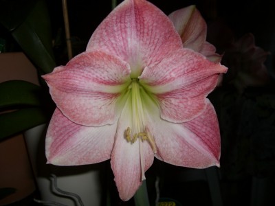 CIMG2351 - Kopie.JPG