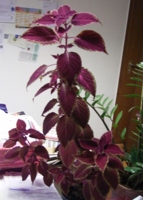 RIMG0069.jpg
