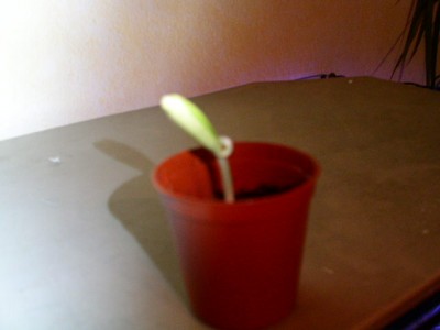 PICT0242.JPG