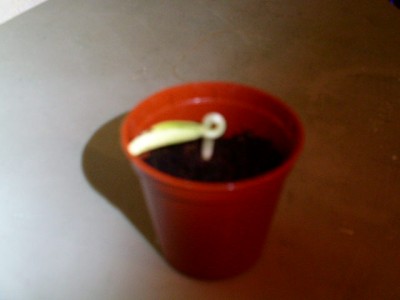 PICT0225.JPG