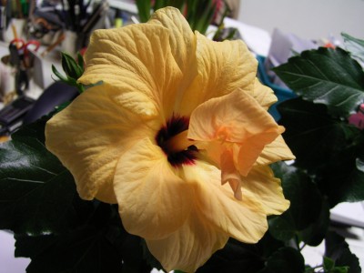 blume.JPG
