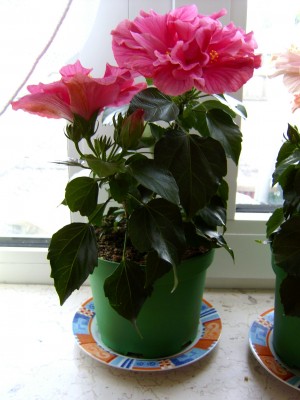 Blüten 31.07.07.JPG