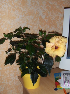 Pflanzen 010.jpg