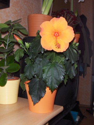 Pflanzen 011.jpg