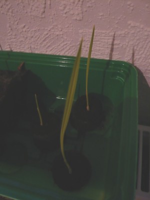 aussaat_washingtonia_filifera (2008-02-21)-2.JPG