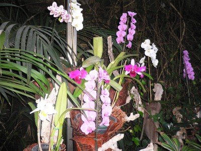 orchidee2.jpg
